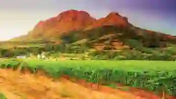 Vineyards and Helderberg Mountain near Stellenbosch, Western Cape