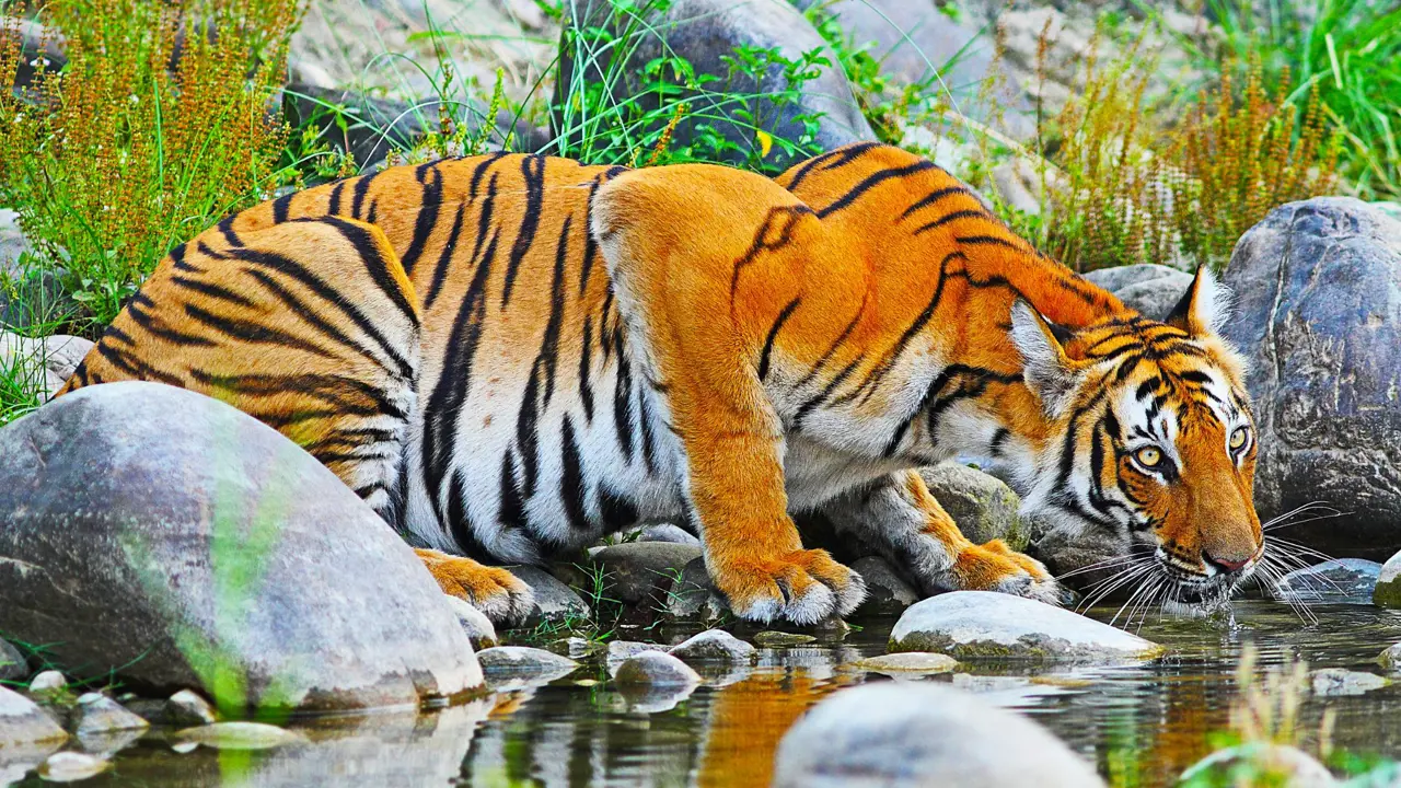 Sh 711276316 Bengal Tiger Chitwan National Park