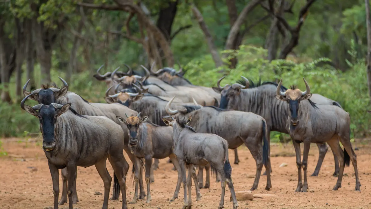 Wilderbeest, South Africa