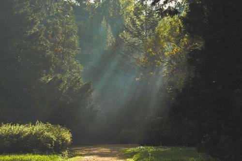 Japan: Forest bathing