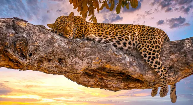 Leopard, Serengeti National Park, Tanzania