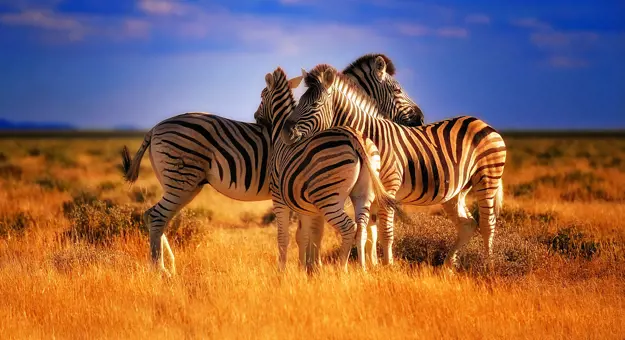 Zebras in Kenya