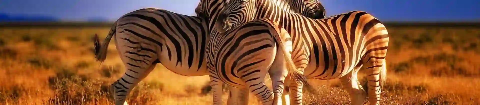 Zebras in Kenya