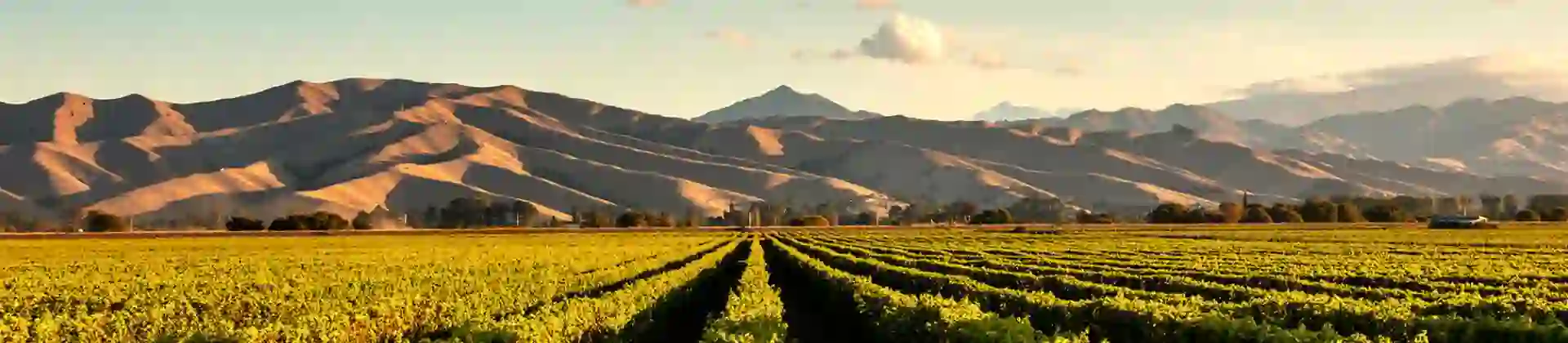 Marlborough Vineyards, New Zealand