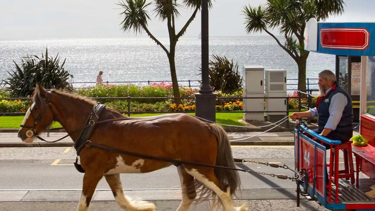 Horse pulling a tram along on a coastal road in the Isle of Man, in front of a strip of grass, trees and flowers and the sea