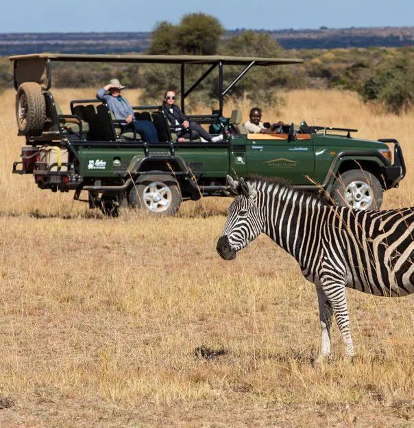 Zebra on Safari Plains