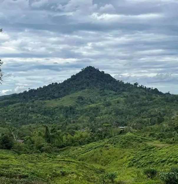 Staff Stories The Rainforests And Orangutans Of Borneo 5