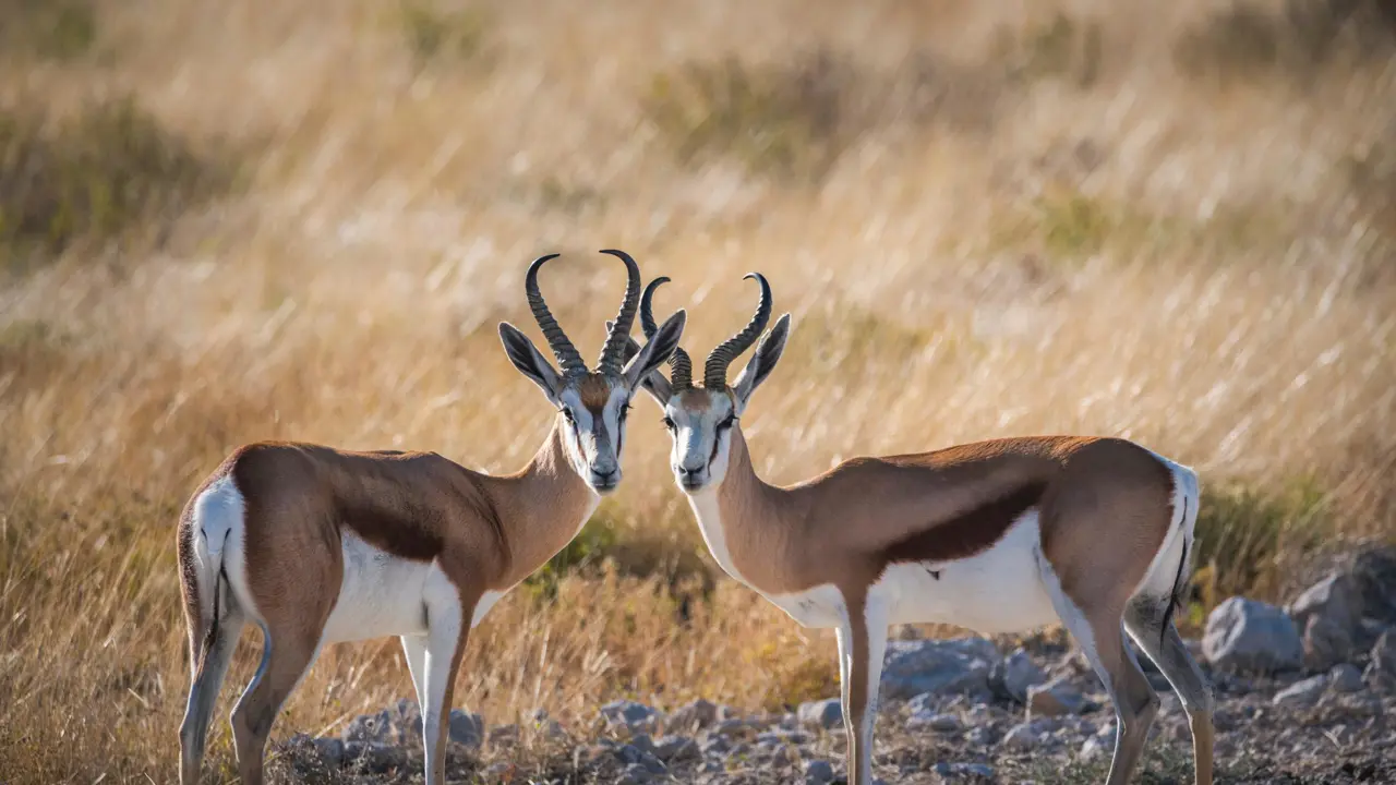 Springboks
