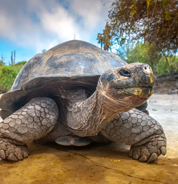 Galapagos Tortoise