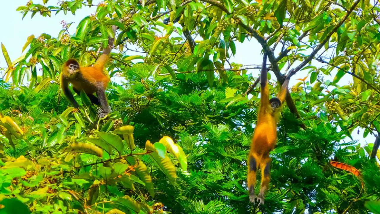 Tortuguero National Park