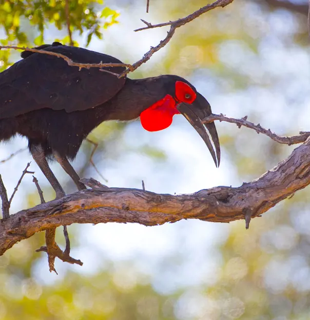 Ground Hornbill, South Africa