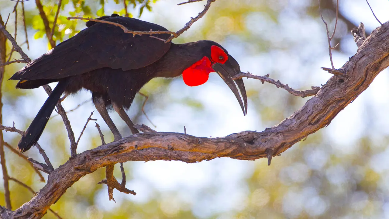 Ground Hornbill, South Africa