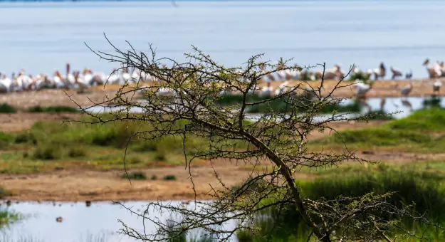 A thorny acacia tree in front of pelicans by Lake Nakuru’s shore
