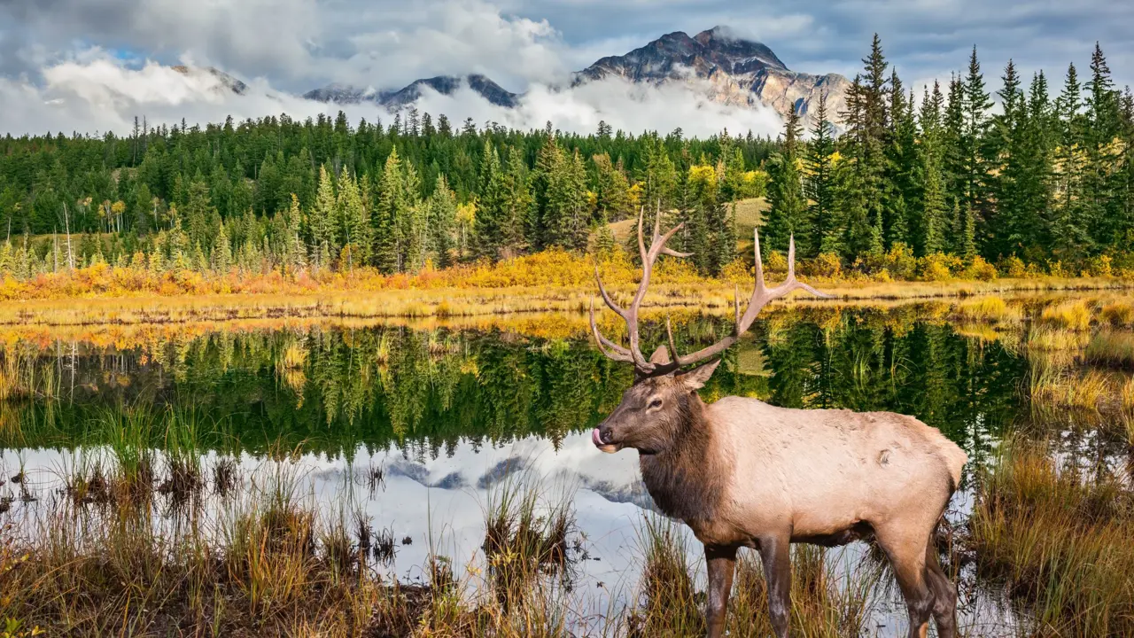 Moose in Jasper National Park