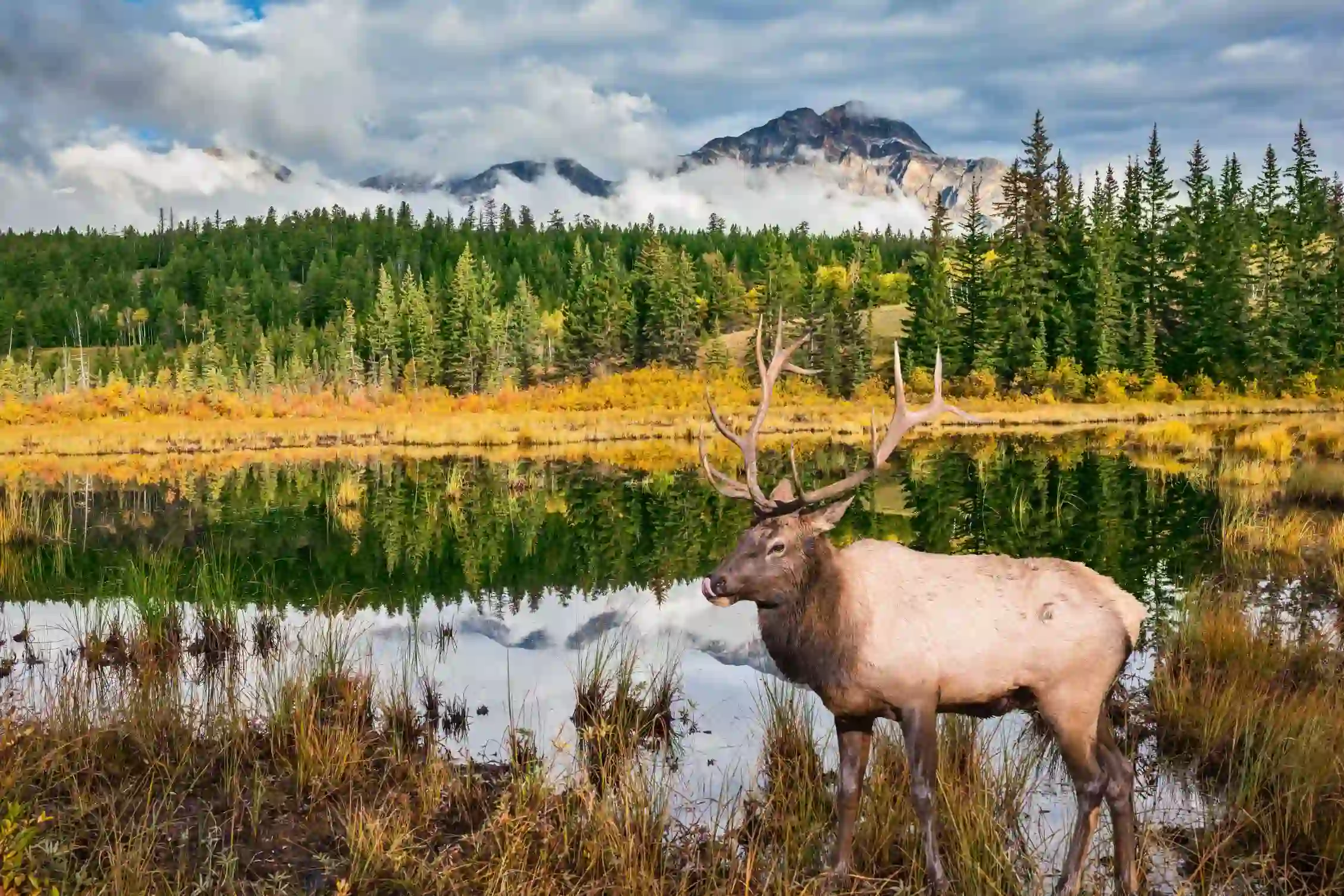 Moose in Jasper National Park