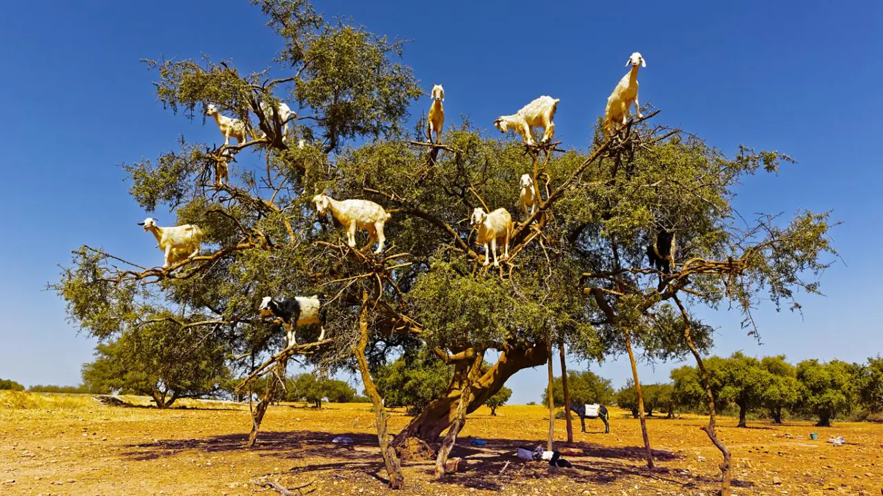 Goats in argan tree between Marrakesh and Essaouira