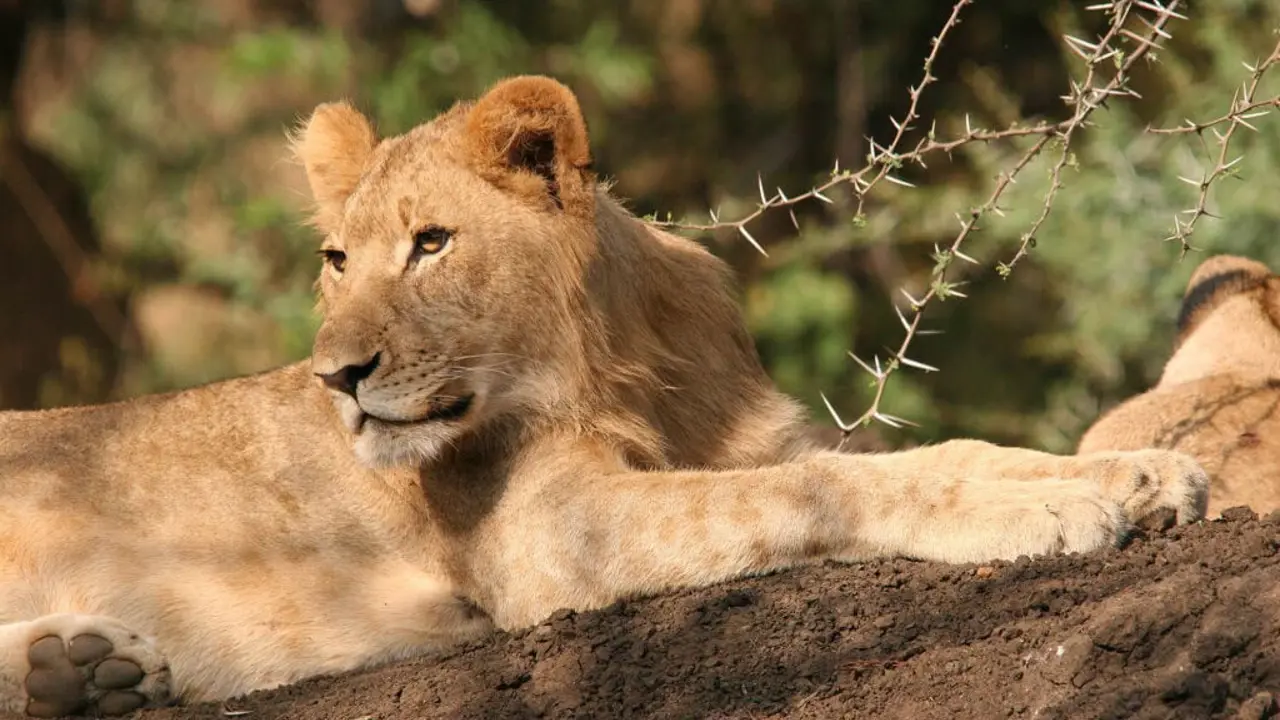 Chisomo Safari Camp Karongwe Lion