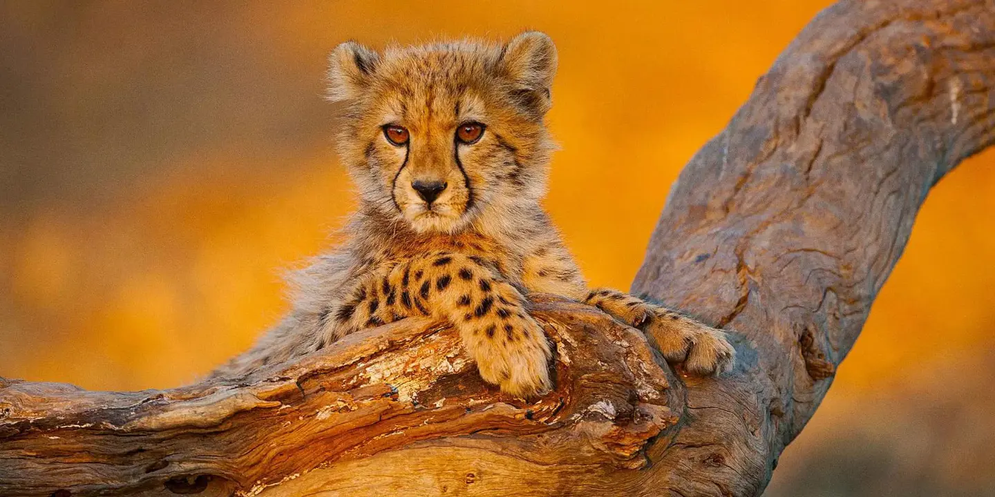 Close-up of a baby cheetah cub leaning its front paws on a branch, bathed in golden light, highlighting its soft spotted fur and curious expression