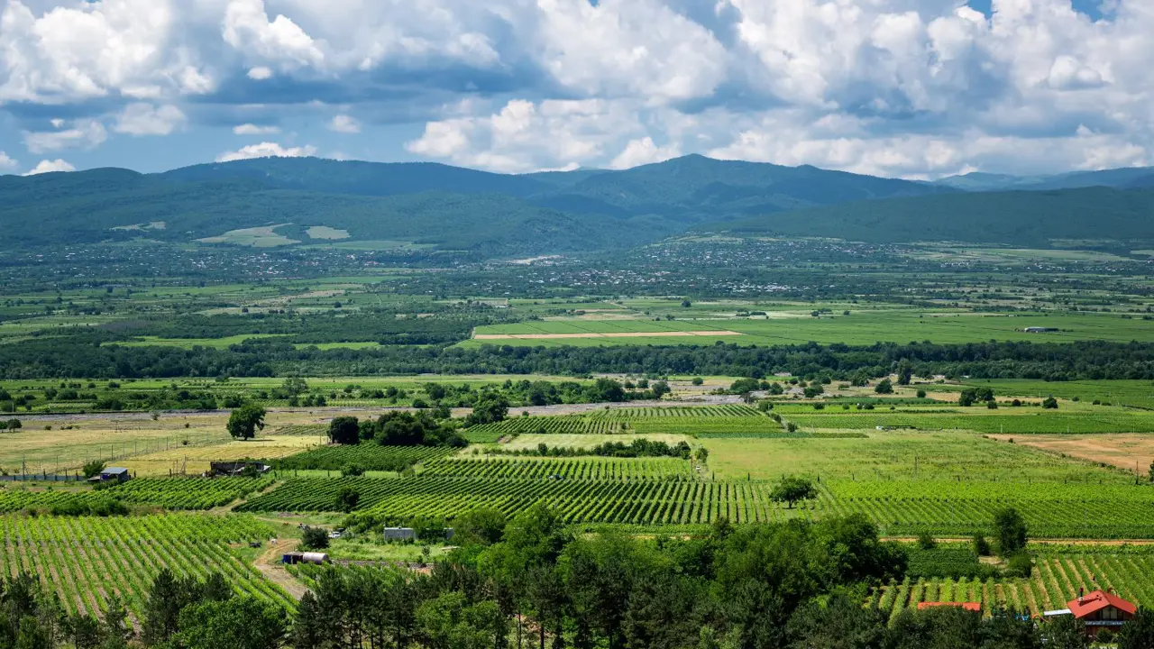 Vineyards, Kakheti