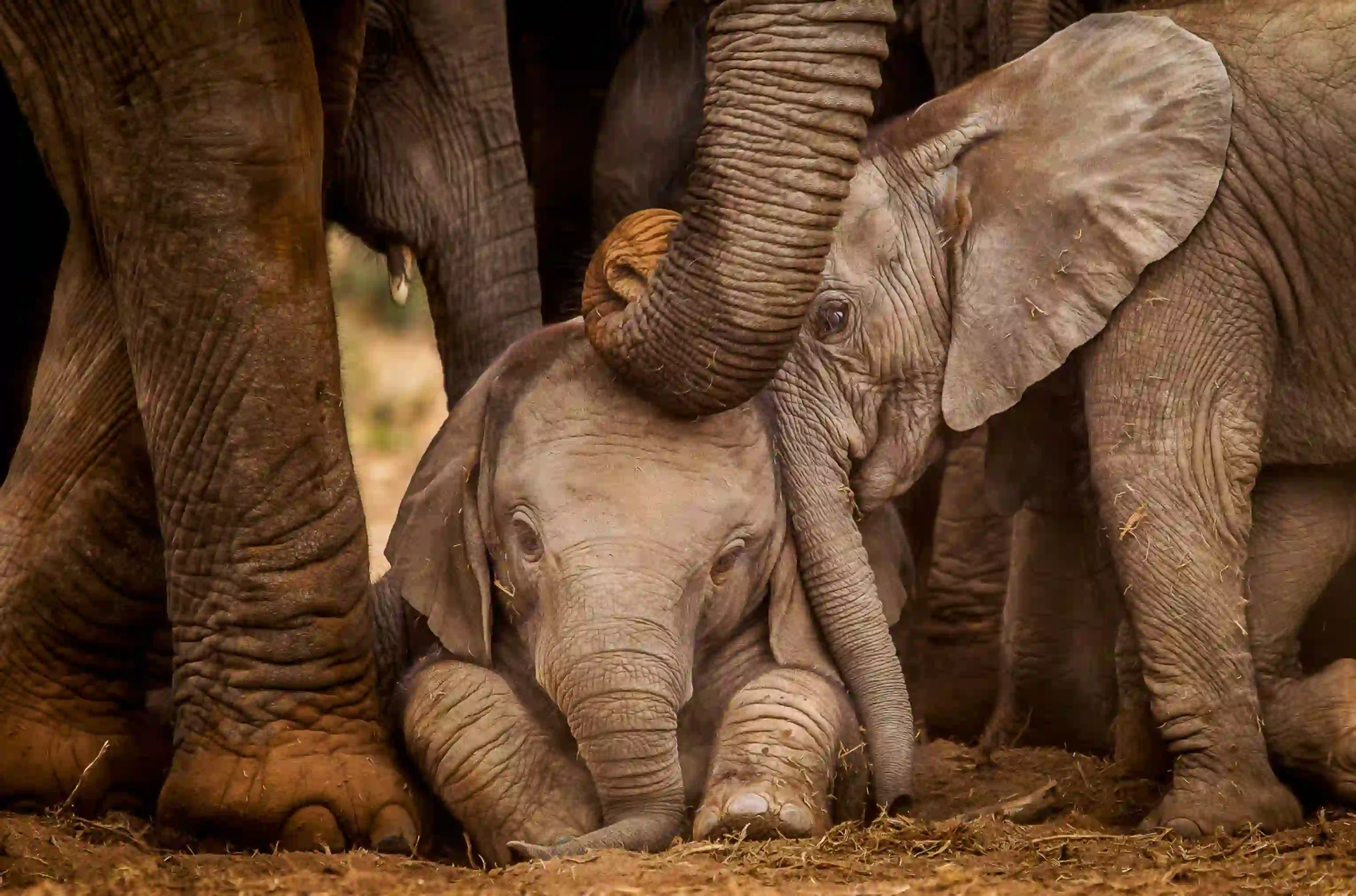 Sh 1534554644 African Elephants