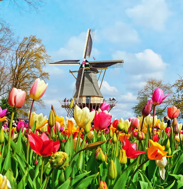 Tulips in Keukenhof Holland Netherlands