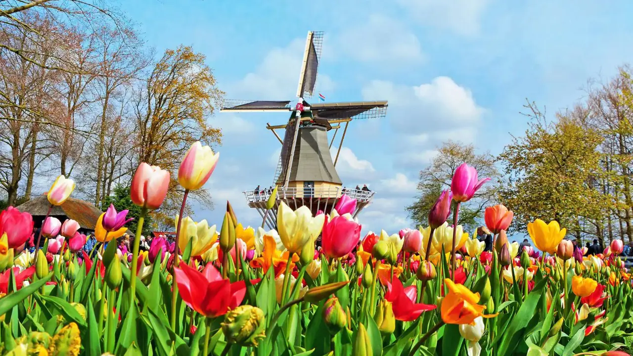 Colourful tulip beds at Keukenhof, Netherlands, with a traditional windmill in the background