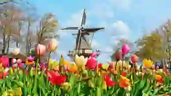 Colourful tulip beds at Keukenhof, Netherlands, with a traditional windmill in the background