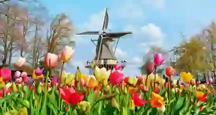 Colourful tulip beds at Keukenhof, Netherlands, with a traditional windmill in the background