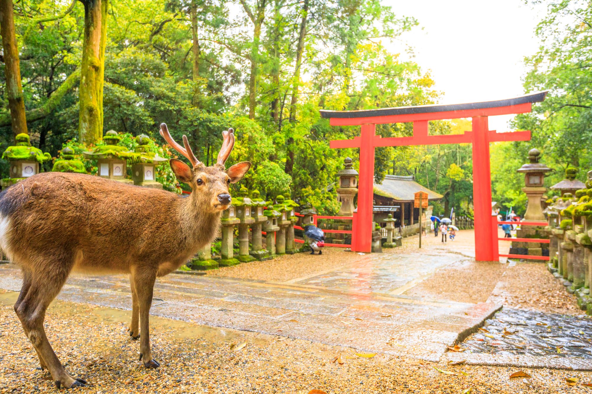 Deer At Nara, Japan
