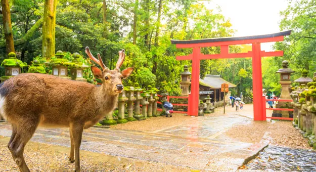 Deer At Nara, Japan