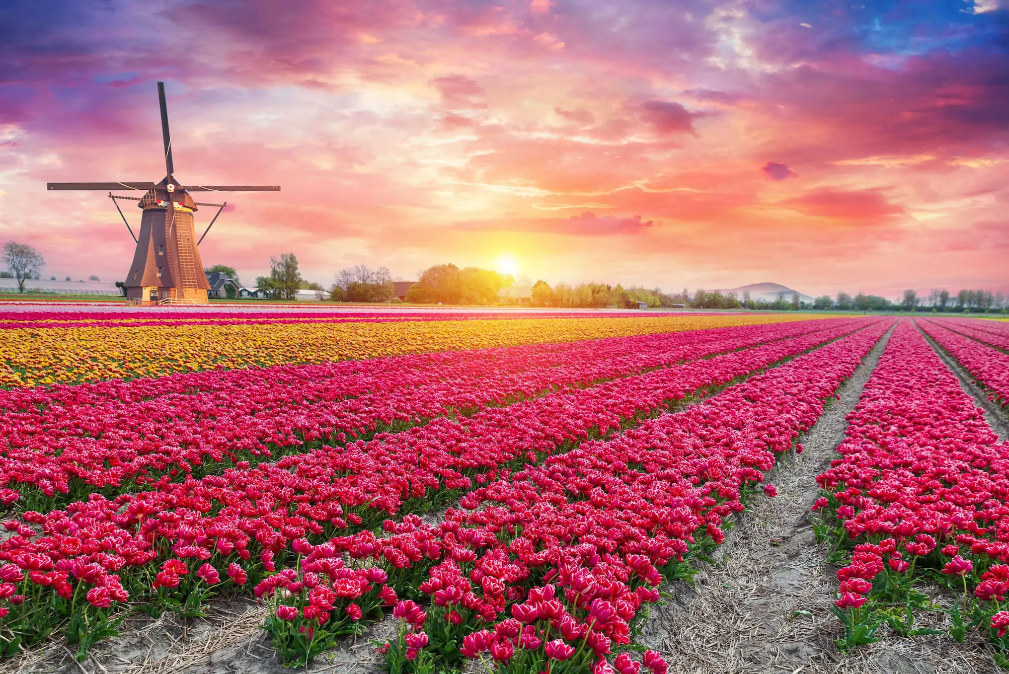 Landscape with tulips, traditional dutch windmills and houses near the canal in Zaanse Schans, Netherlands, Europe. 