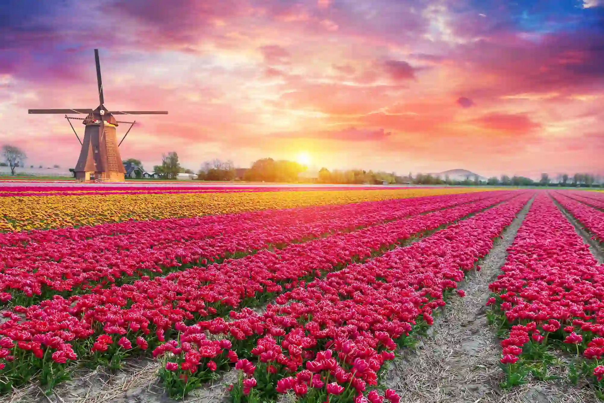 Landscape with tulips, traditional dutch windmills and houses near the canal in Zaanse Schans, Netherlands, Europe. 