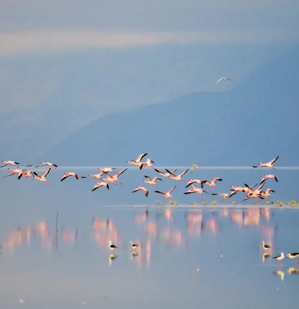 Flamingos, Lake Manyara, Tanzania