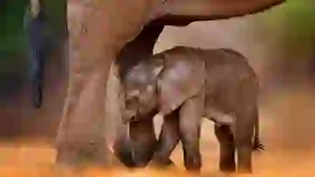 Elephant calf, Karongwe Game Reserve