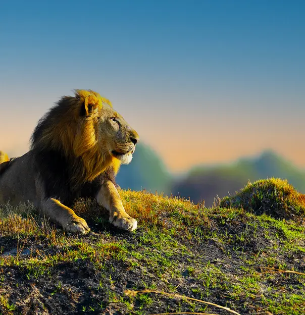 Male Lion, Hwange, Zimbabwe