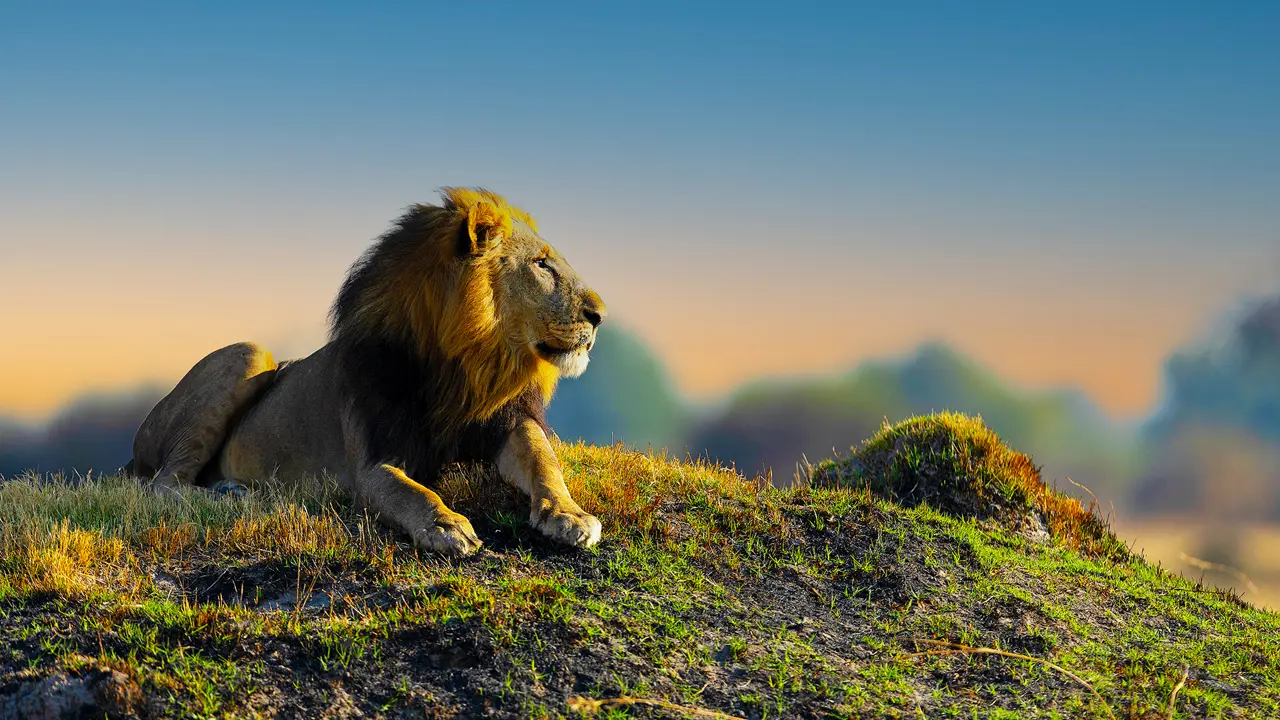 Male Lion, Hwange, Zimbabwe