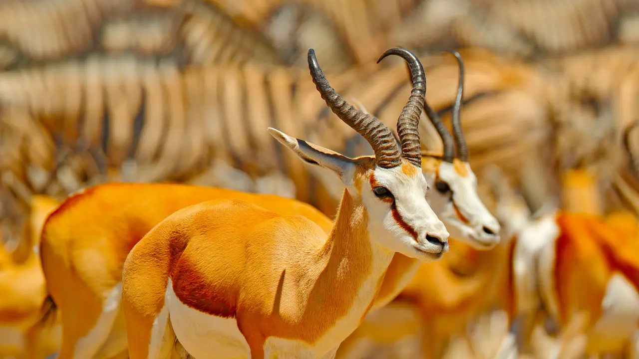 Antelope, South Africa