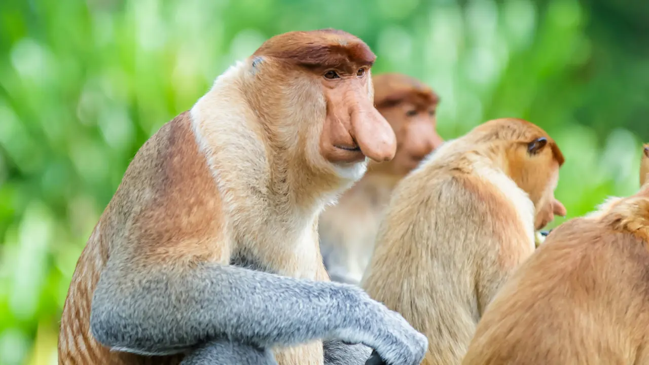 Proboscis monkey