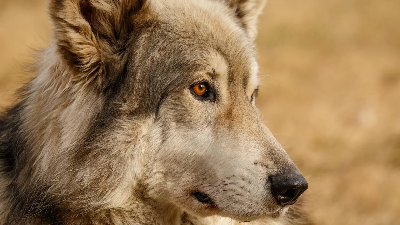 Canadian Wolfdog