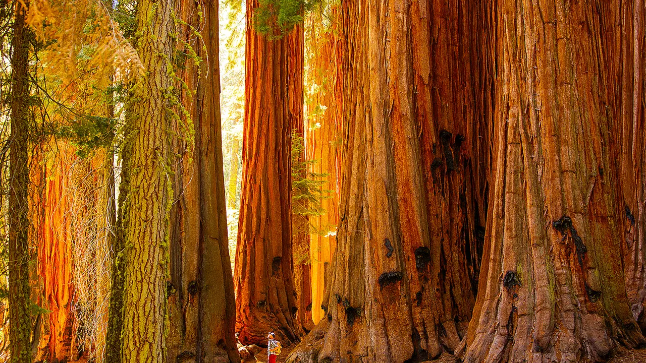 Redwoods, Sequoia National Parks, California