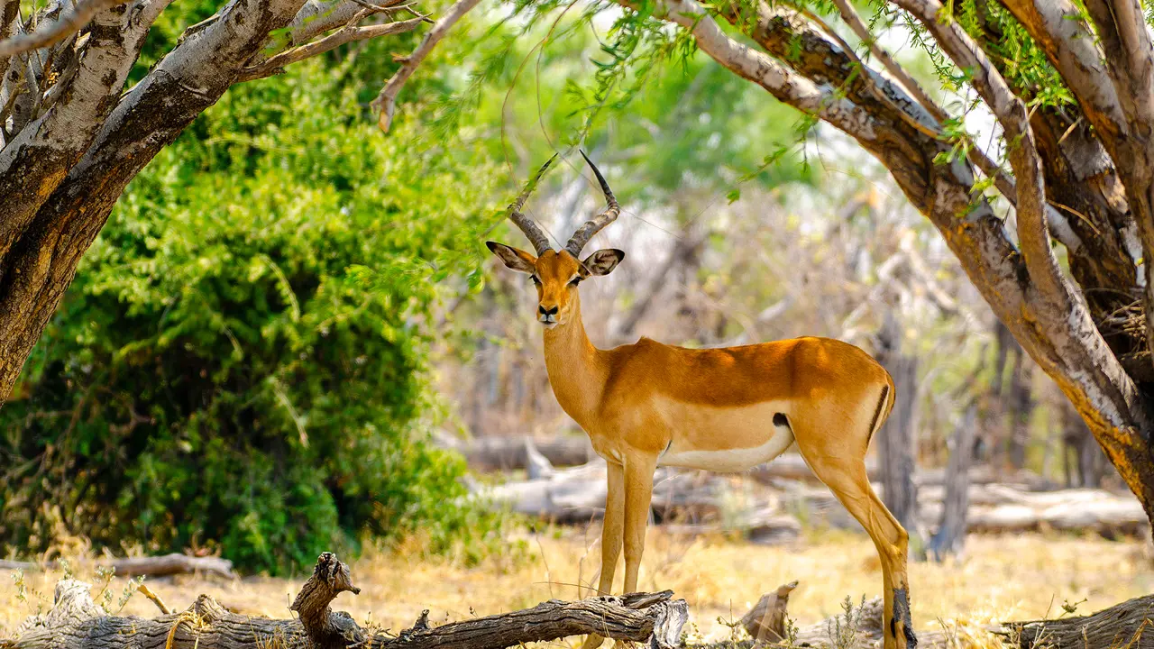 Male Impala, Chobe River, Botswana