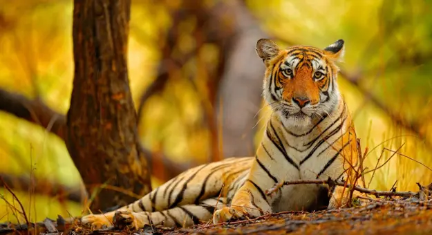 Bengal tiger, Ranthambore National Park
