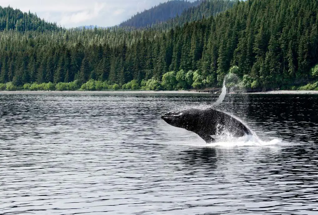 Gettyimages 562437743 A Juvenile Humpback Whale Canada