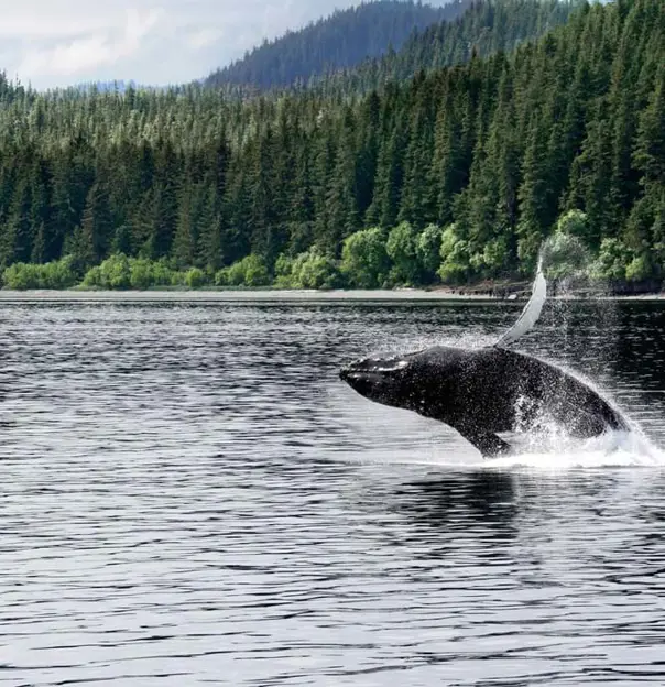 Gettyimages 562437743 A Juvenile Humpback Whale Canada