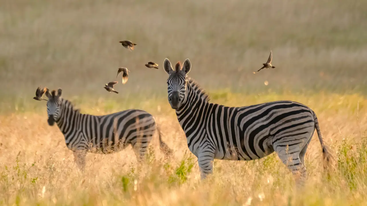 Babanango Game Reserve, zebra