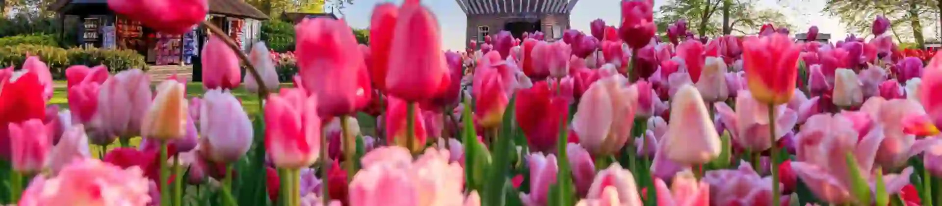 A traditional windmill near Amsterdam stands tall behind a vibrant field of pink tulips, with colourful trees adding depth to the background