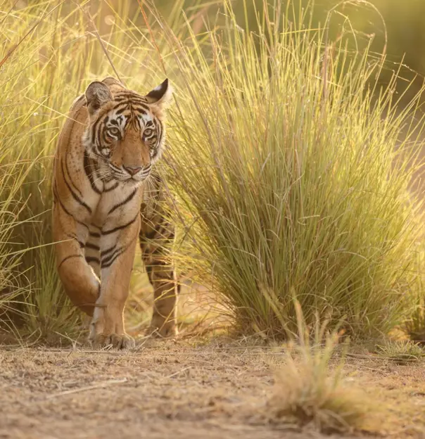 A Bengal tiger walking through tall golden grass in Ranthambore National Park in India