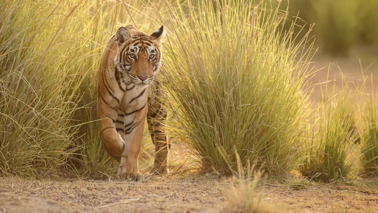 Tiger, Ranthambore National Park