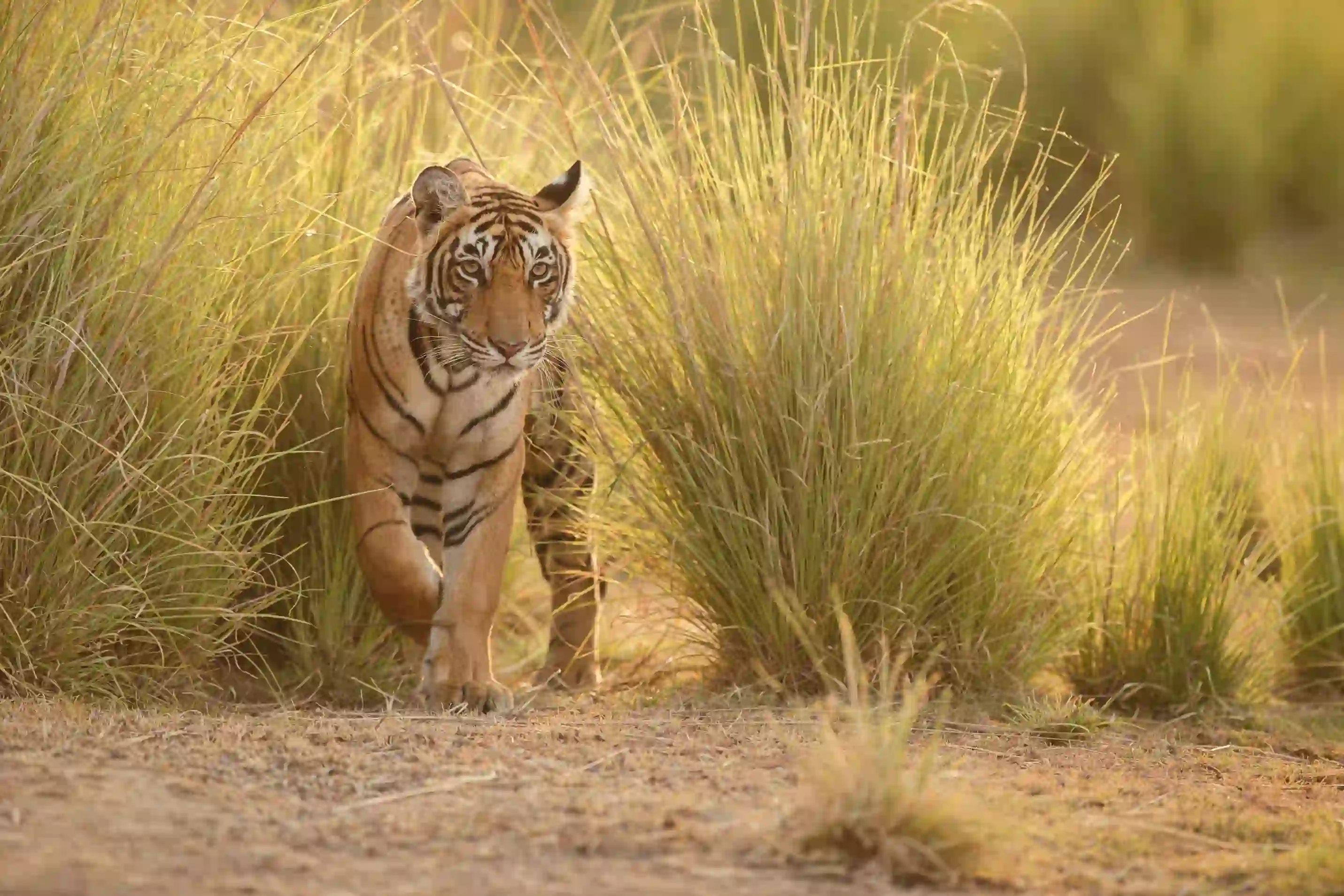 Tiger, Ranthambore National Park