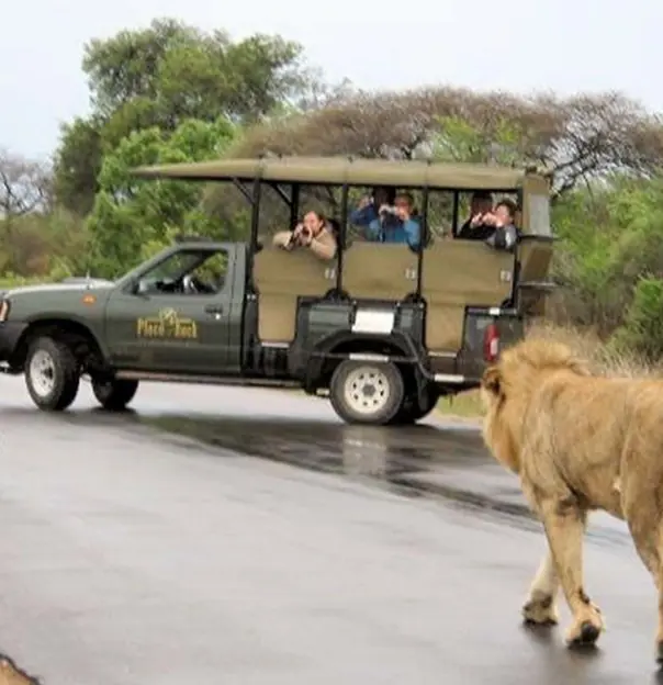 Game drive in Kruger National Park with lions walking by
